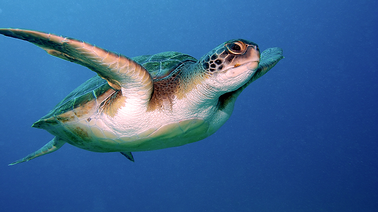 Een Caretta schildpad op Turtle Island in Zakynthos