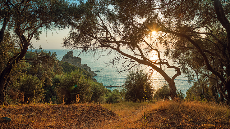 Uitzicht op de zee tussen de olijfbomen van Corfu door