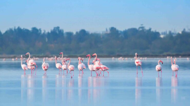 Cyprus Flamingo