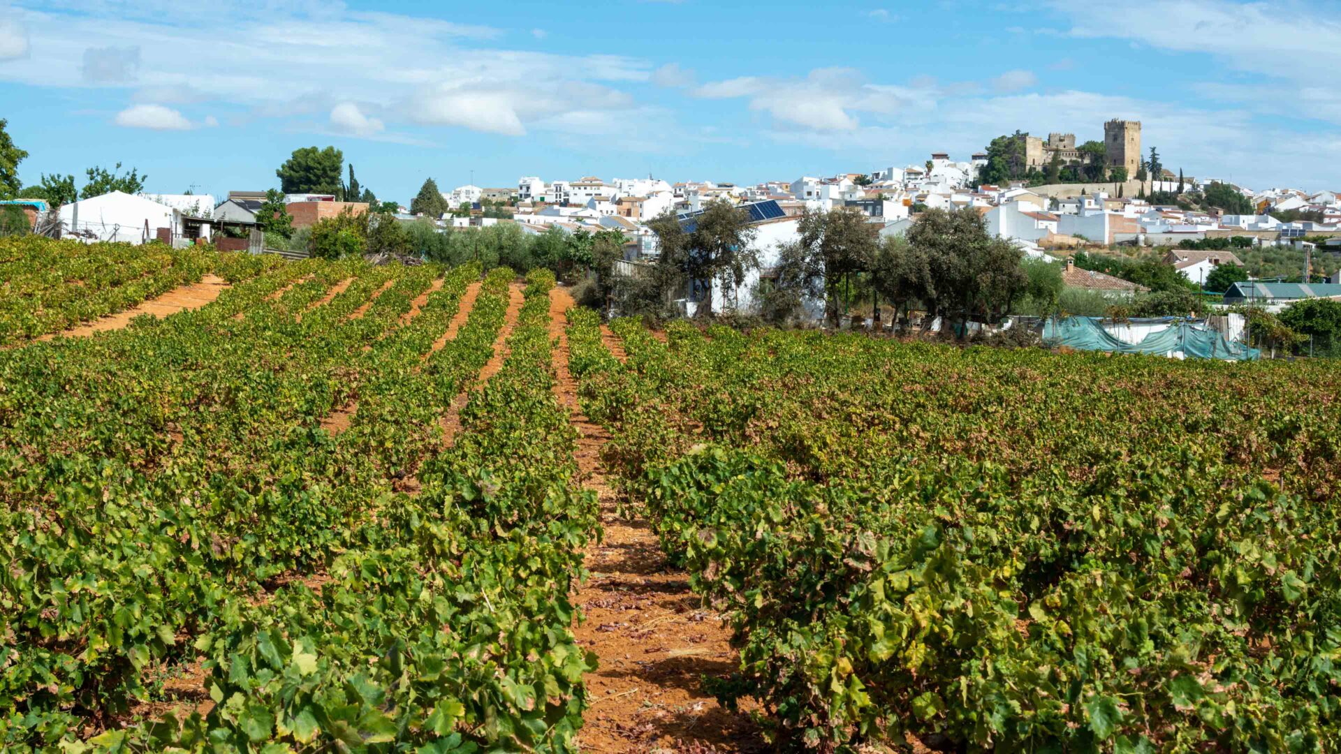 Spanje wijnstreken Montilla Moriles