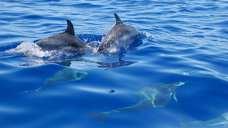 Dolfijnen die net boven het water uit komen 